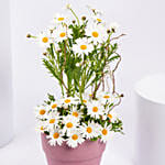 White Daisy Birthday Arrangements