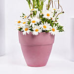 White Daisy Birthday Arrangements