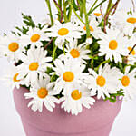 White Daisy Birthday Arrangements