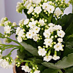 White Kalanchoe In Ceramic Pot