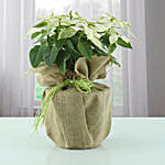 White Poinsettia Plant in Jute Wrapping