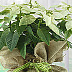 White Poinsettia Plant in Jute Wrapping