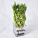 Wishes With Lucky Bamboo and Chocolates