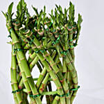 Wishes With Lucky Bamboo in Vase