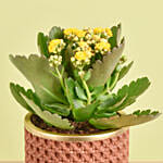 Yellow Kalanchoe With Cheesecake