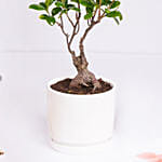 Zen bonsai in a ceramic pot