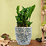 نبات الزاميا | أصيص منقوش