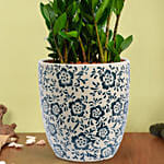 نبات الزاميا | أصيص منقوش