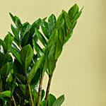 نبات الزاميا | أصيص منقوش