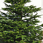 Evergreen Christmas Tree 7 To 8 Feet