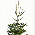 Evergreen Christmas Tree 7 To 8 Feet