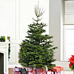Evergreen Christmas Tree 8 To 9 Feet
