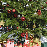 Premium Festive Chirstmas Tree 6 To 7 Ft