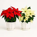 Poinsettia Plant White and Red
