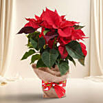 Poinsettia Plant in Natural Jute