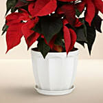 Poinsettia Plant In Wooden Vase