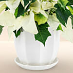 Poinsettia Plant White
