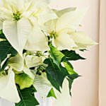Poinsettia Plant White
