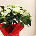 White Poinsettia Plant
