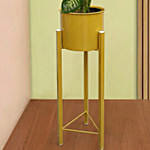 Dieffenbachia Plant in Premium Pot