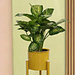 Dieffenbachia Plant in Premium Pot