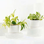 Golden and Joy Money Plant Plant Set