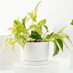 Golden and Joy Money Plant Plant Set