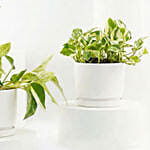 Golden and Joy Money Plant Plant Set