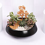 Golden Harmony Succulent Planter