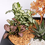 Golden Harmony Succulent Planter