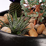 Serene Garden Succulent Planter
