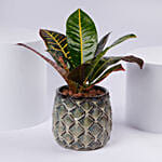 Elegant Croton Plant