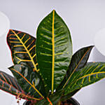 Elegant Croton Plant
