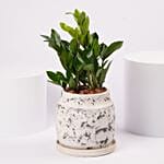 ZZ Plant Ceramic Pot