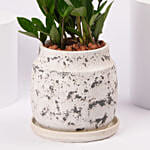 ZZ Plant Ceramic Pot