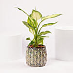Dieffenbachia in Ceramic Vase