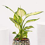 Dieffenbachia in Ceramic Vase