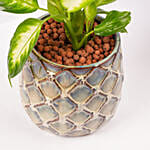 Dieffenbachia in Ceramic Vase