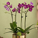 4 Stems Small Purple Orchid Plant In Premium Gold Pot