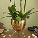 4 Stems Small Purple Orchid Plant In Premium Gold Pot