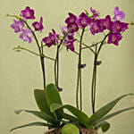 4 Stems Small Purple Orchid Plant In Premium Gold Pot
