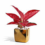 Aglonema Maria in Pink Planter