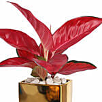 Aglonema Maria in Pink Planter