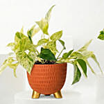 Golden and Joy Money Plant Plant Set