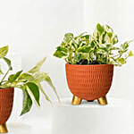 Golden and Joy Money Plant Plant Set