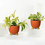 Golden and Joy Money Plant Plant Set