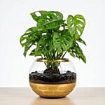 نبات القفص الصدري الجميل والأنيق في وعاء مميز