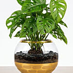 نبات القفص الصدري الجميل والأنيق في وعاء مميز