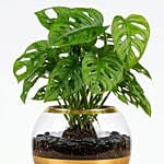 نبات القفص الصدري الجميل والأنيق في وعاء مميز