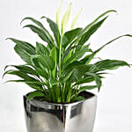 زنبق السلام باللون الأبيض في وعاء سيراميك أسود